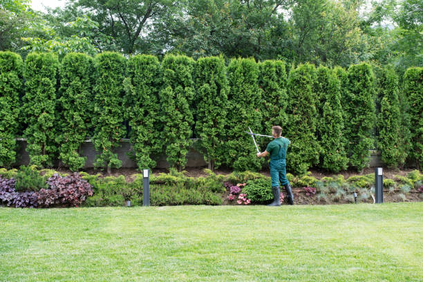 Bedford, VA Tree Removal Company